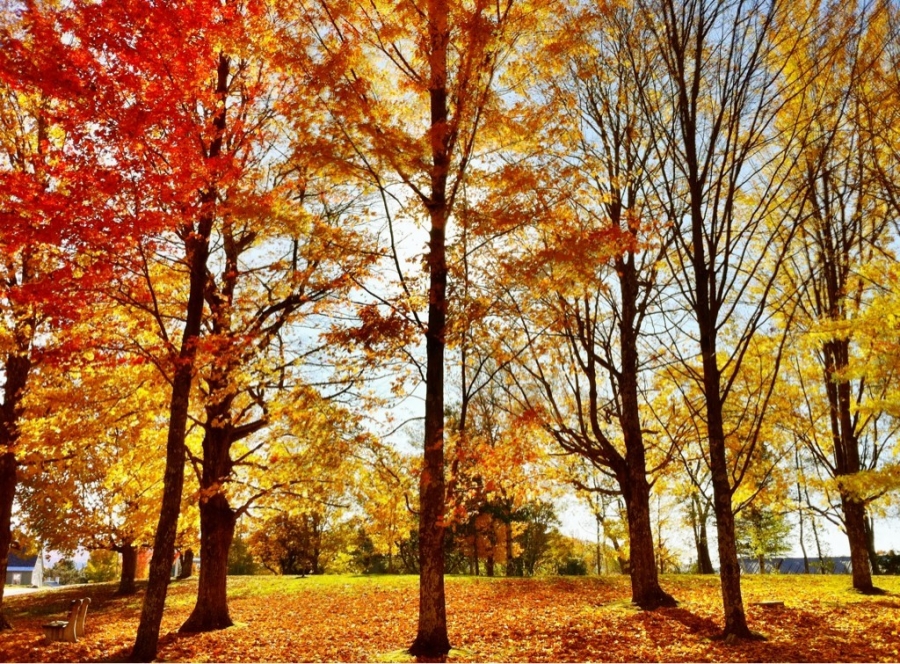 [Image: Image by @AnthonyQuintano - A collection of orange and yellows in Sugar Hill, #NewHampshire. #NH #foliage on Propic]