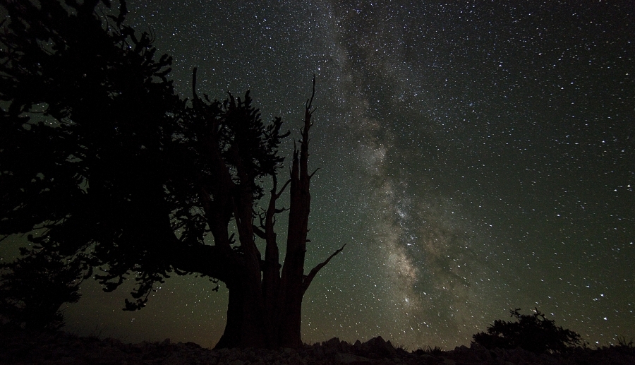 [Image: Bristlecone1 by @drkanab - My frame from last night's astro timelapse at the Ancient Bristlecone Forest during #Timefest :) on Propic]