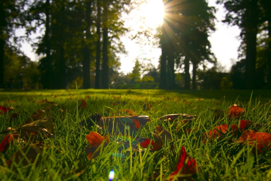 [Image: Autumn Sun by @colinvdbel - Autumn Sun on Propic]