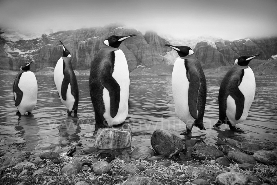 [Image: SFW030 South Georgia Island 003 by @SeanFWhite - King penguins, South Georgia Island.Photography by Sean F. White on assignment for "Art Wolfe's Travels to the Edge". All Rights Reserved. on Propic]
