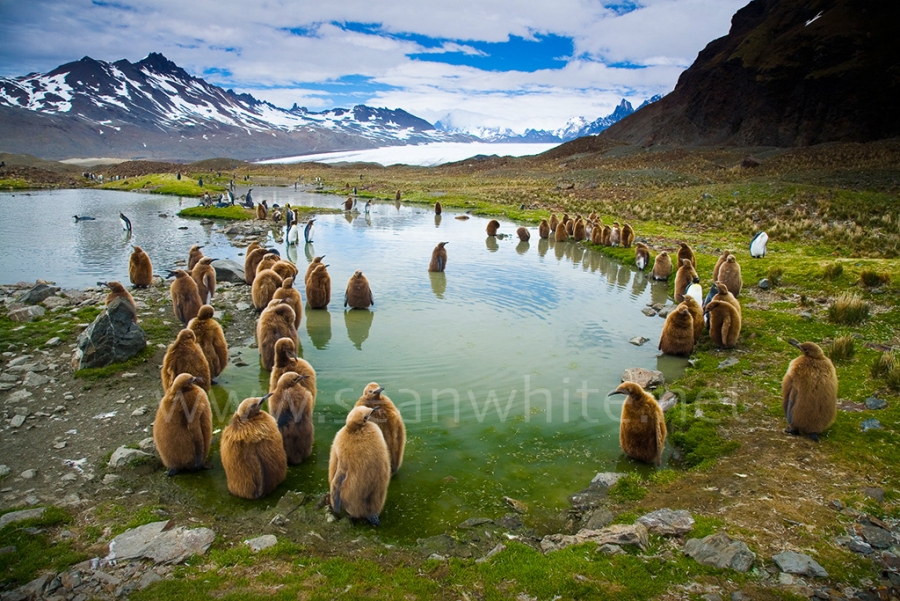 [Image: SFW029 South Georgia Island 001 by @SeanFWhite - King penguins, South Georgia Island. Photography by Sean F. White on assignment for "Art Wolfe's Travels to the Edge". All Rights Reserved. on Propic]