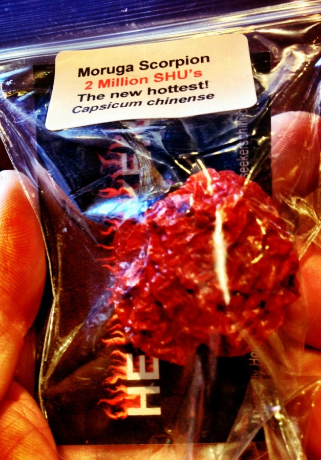 [Image: Image by @PhilipBloom - The world's hottest chilli. Wonder if anyone will eat it for a prize at the workshop!? #pbRODE on Propic]
