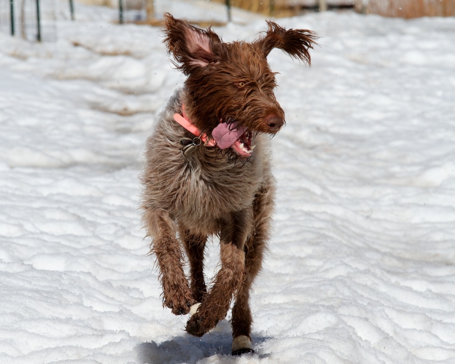 [Image: Stanley2 by @DanielPDunn - crazy dingos around these parts on Propic]