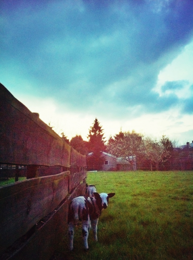 [Image: Image by @colinvdbel - Lamb at sunset behind our garden on Propic]
