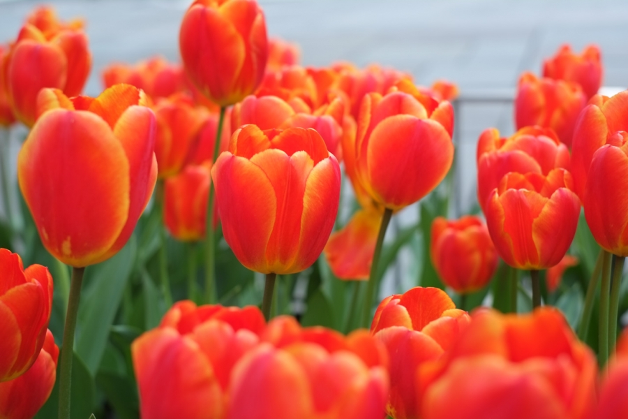 [Image: F9photo 20120414 DSCF3107 by @F9photo - WOW! Unedited photo from Fuji X-Pro1 on Propic]