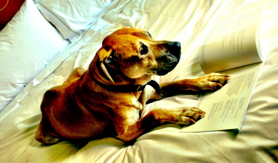 [Image: Image by @PhilipBloom - Doggy room service. Seriously! :) #FilmmakingMasterclass on Propic]