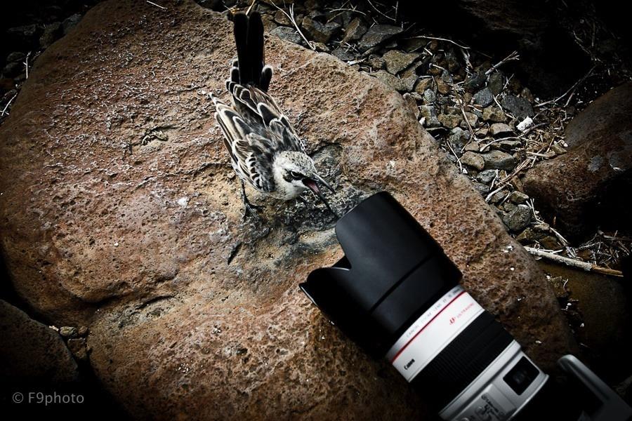 [Image: Image by @F9photo - This bird was not happy at all about the photo shoot on Propic]