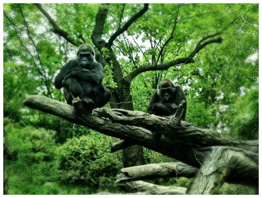 [Image: Image by @MNS1974 - Had fun with @Miss_H_Bomb shooting gorillas at the Bronx Zoo yesterday. Got some nice pics on Propic]