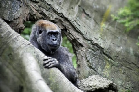 [Image: IMG 1981 by @MissHBomb - Creepy gorilla. Just moved its eyes. #BronxZoo w/@MNS1974 on Propic]