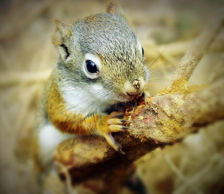 [Image: Image by @tomguilmette - Got this awesome photo before work today. City wildlife do not seem to be afraid of anything!!! on Propic]