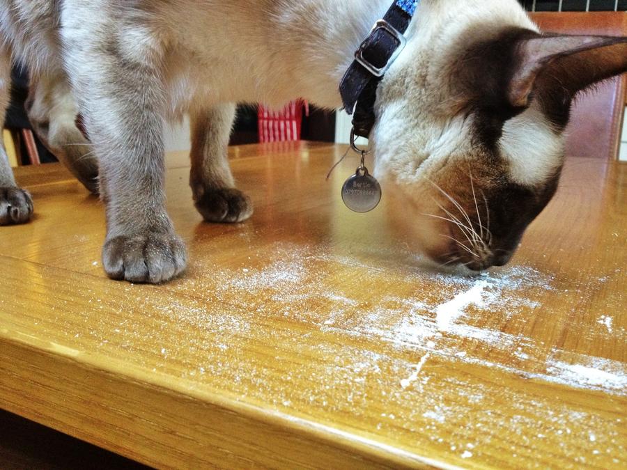 [Image: Image by @PhilipBloom - So this is what my cat Bert gets up to when I am away! Time for kitty-rehab my boy!!! #So80s #notreallycoke on Propic]