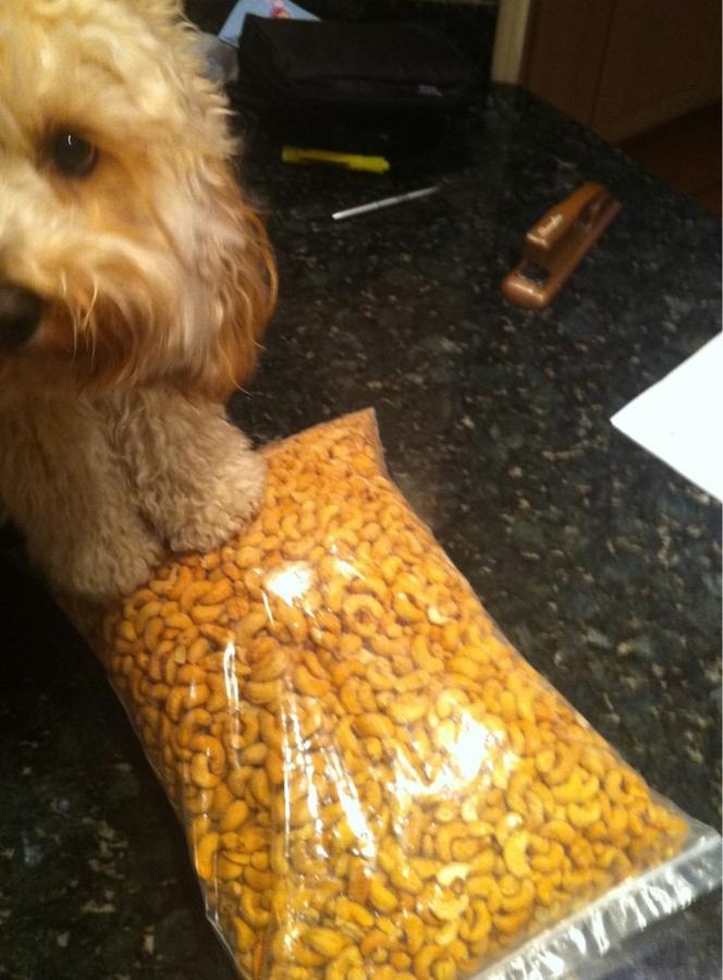 [Image: Image by @JonathanBregel - @PaigeDeMarco @B_radBurke @Daniel_Selby my dog has a huge nut sack on Propic]