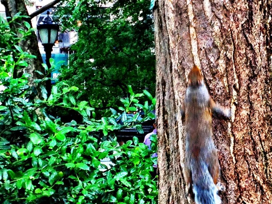 [Image: Squirrel on the move! by @LordOfVisions - Squirrel on the move!I spotted this squirrel running up a tree in Madison Square Park, NYC during my lunch break. on Propic]