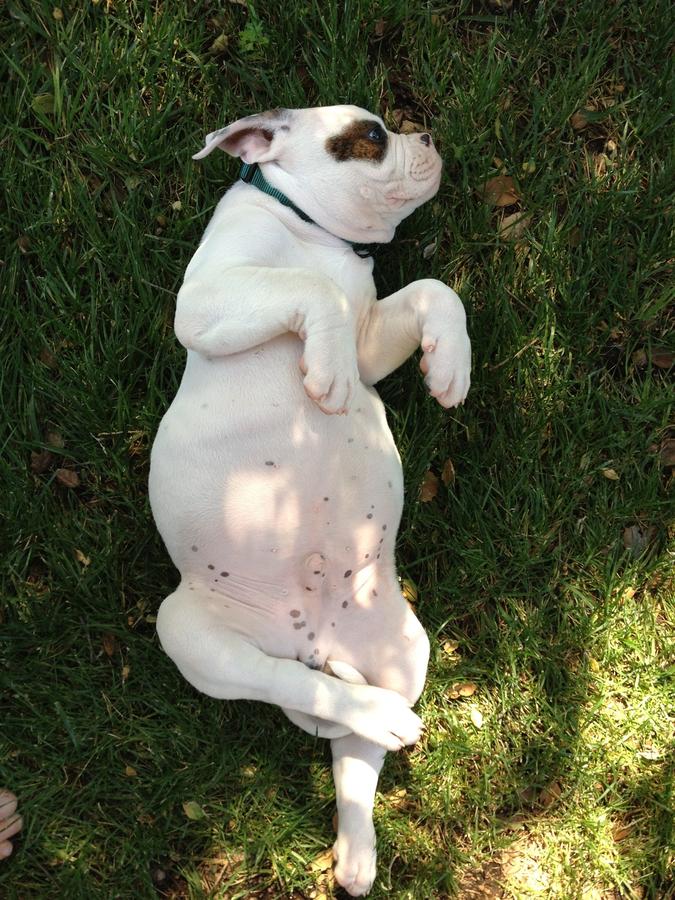 [Image: Image by @goforjared - Buster is in full effect chilling in his new home. Meet the new @wideopencamera mascot. on Propic]