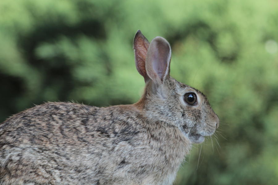 [Image: Rabbit on the Canon 100-400mmL by @KrishanBansal - Picture of a rabbit at 400mm on the Canon 7D. on Propic]