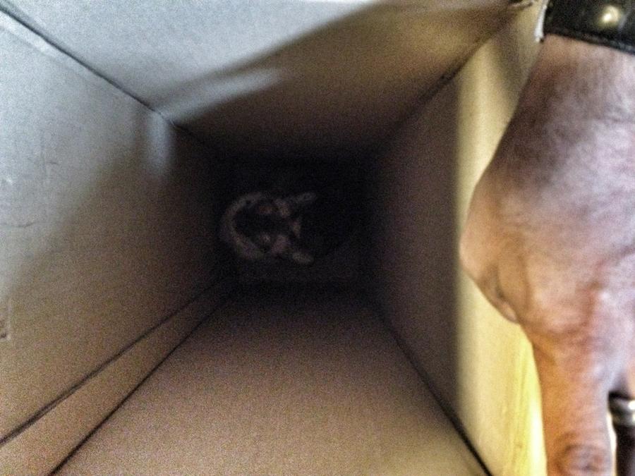 [Image: Image by @PhilipBloom - But this too. Only Percy would have got into the miller compass 25 upright empty box and get stuck! #wally on Propic]