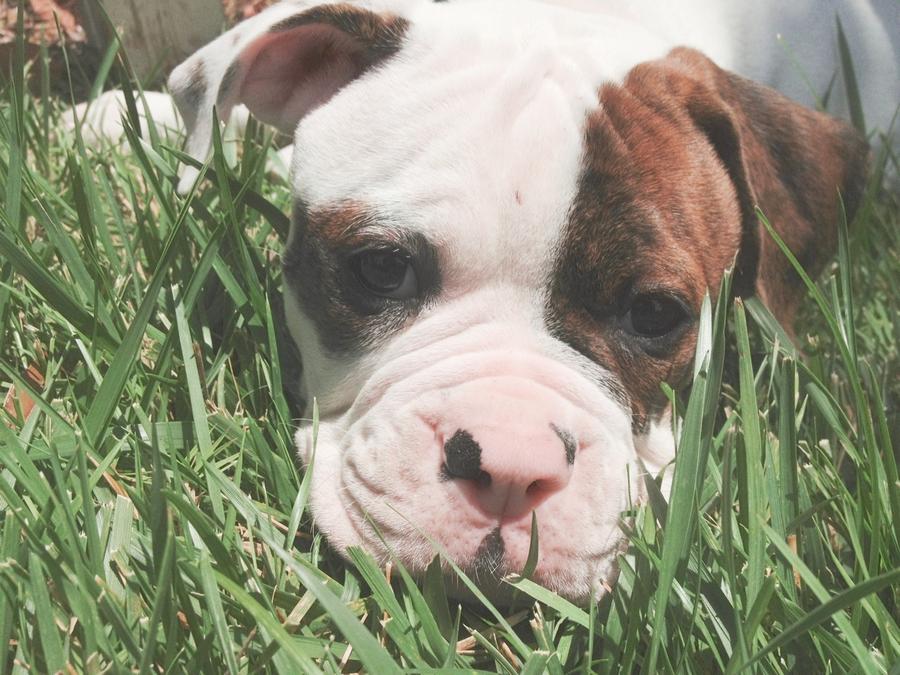 [Image: Image by @goforjared - #BUSTER #americanbulldog #Puppy #Photography can’t nab this one. Thanks to @Pro_Pic on Propic]