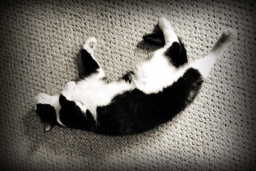 [Image: Photo by @MissHBomb - We had a cute visitor the other day. :) on Propic]