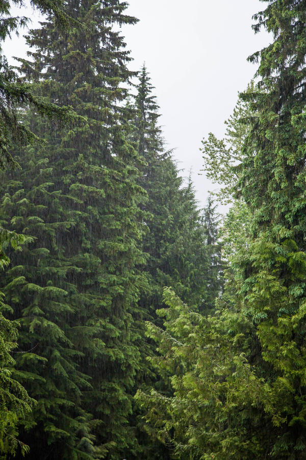 [Image: Revelstoke BC by @PrestonKanak - It is absolutely pouring in Revelstoke, BC and I don't even care :) -- heading out to shoot a timelapse using the @kesslercrane pocket jib. on Propic]