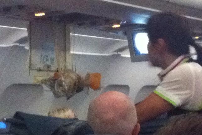 [Image: Image by @NinoLeitner - .@Tap_Portugal is disasterous airline. Masks fell down in plane. Missed connecting flight for Madeira, stuck in Lisbon. on Propic]