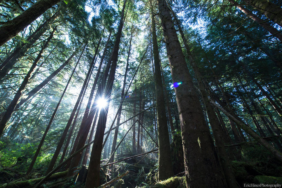 [Image: PX0C0002 by @EricHinesPhotos - Frame from a timelapse in the Hoh Rainforest using the @KesslerCrane Cineslider on Propic]