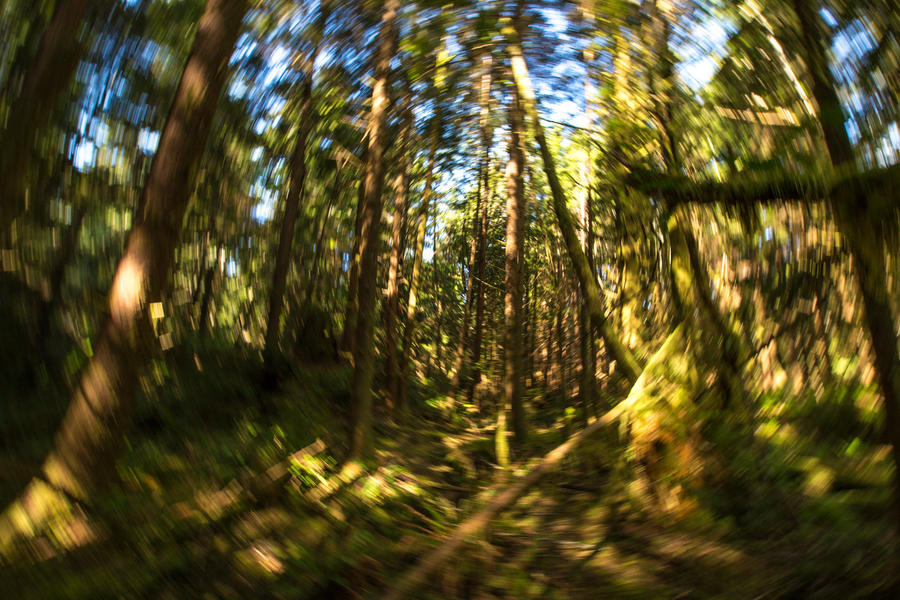 [Image: PX0C0005 by @EricHinesPhotos - This photo I took in the rainforest makes me feel sick lol on Propic]