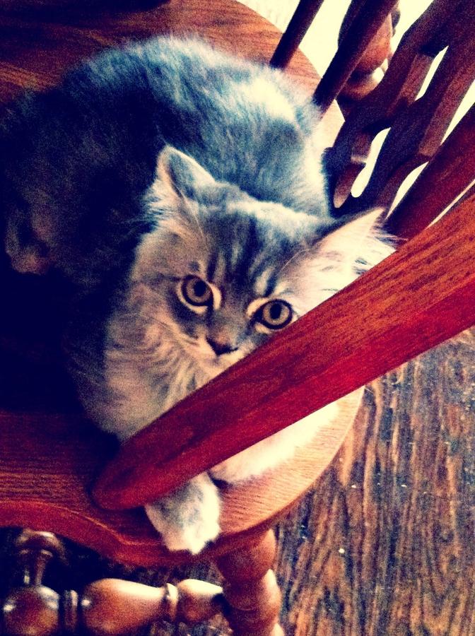 [Image: Image by @KrishanBansal - Don’t give me that look! on Propic]