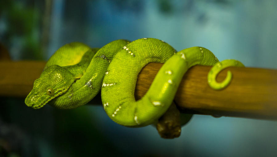 [Image: Snake by @MNS1974 - Snake on Propic]
