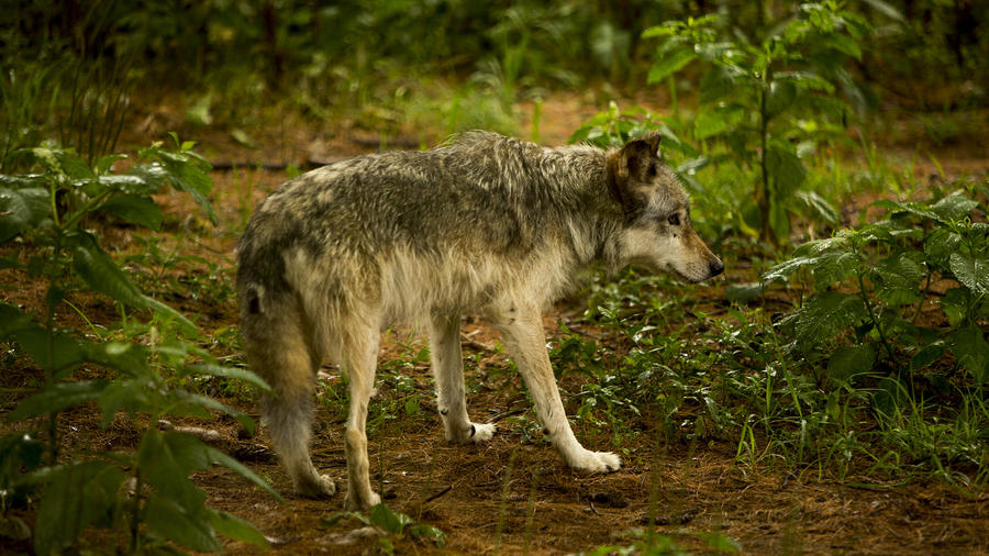 [Image: Wolf by @MNS1974 - Wolf on Propic]