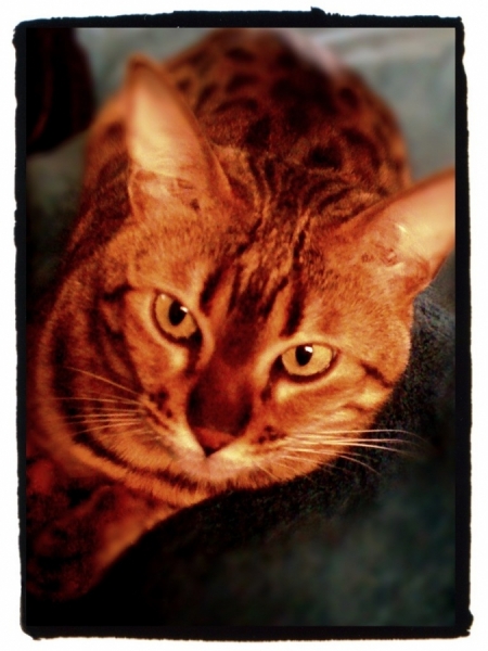 [Image: Image by @LordOfVisions - Are you going to feed me or just stand there taking pictures of me? on Propic]