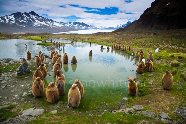 [Image: SFW029 South Georgia Island 001 by @SeanFWhite - King penguins, South Georgia Island. Photography by Sean F. White on assignment for "Art Wolfe's Travels to the Edge". All Rights Reserved. on Propic]