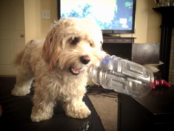 [Image: Image by @TheJamesDouglas - Quite the ambitious little puppy isn't she?? #GoBigOrGoHome on Propic]