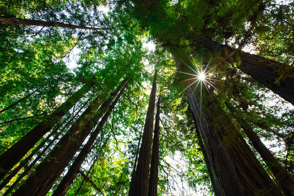 [Image:  L8C0146 2 by @EricHinesPhotos - Redwoods on Propic]