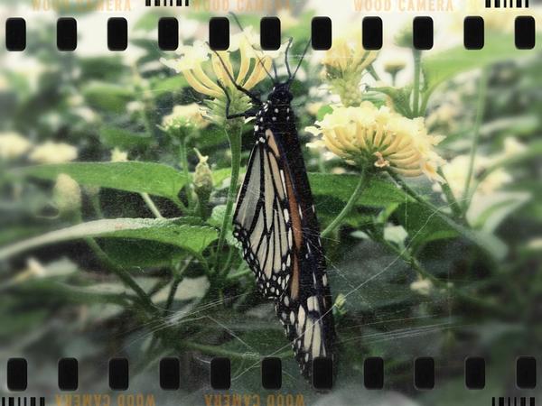 [Image: Image by @MNS1974 - Butterfly at Bronx Zoo on Propic]