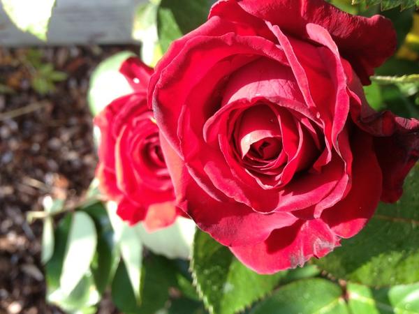 [Image: Image by @goforjared - A few #Rose pics for the ladies. #BlackBaccara on Propic]