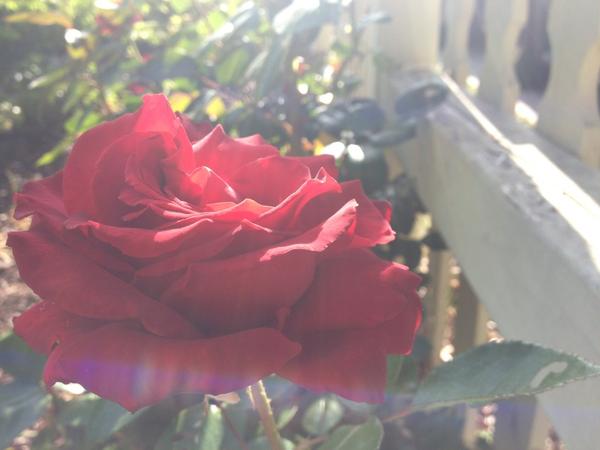 [Image: Image by @goforjared - More #Rose from the garden #PHOTOGRAHY on Propic]