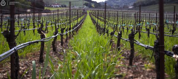 [Image: Napa by @Jared_Levy - Napa on Propic]