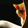 [Image: Ginger's Chair by boston_camera]