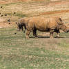 [Image: Rhino Birds.jpg by KrishanBansal]