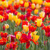 [Image: tulips-2.jpg by KrishanBansal]
