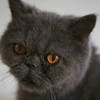 [Image: Gracie Girl by MissHBomb]