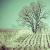 [Image: Field and Tree by Papahaup]