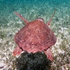 [Image: turtle swims away by jonrawlinson]