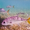 [Image: jacks and shark by jonrawlinson]
