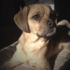 [Image: My dog Kazu by MNS1974]