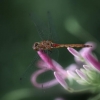[Image: Dragon Fly by MNS1974]