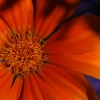 [Image: Flower by MikeGoveia]