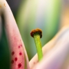 [Image: IMG 1691 1 by Papahaup]