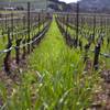 [Image: Napa by Jared_Levy]