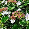[Image: Interesting Plants by LordOfVisions]